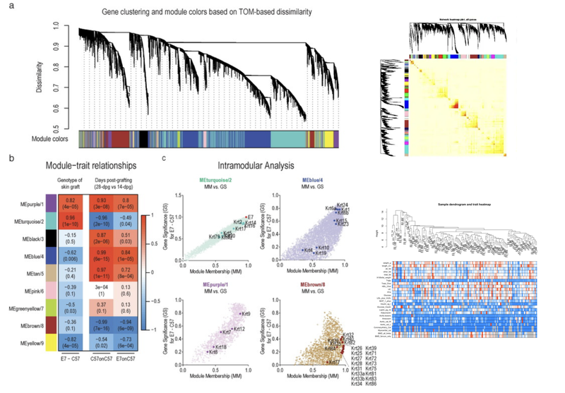 WindBlow-y1LyuOQD-000156